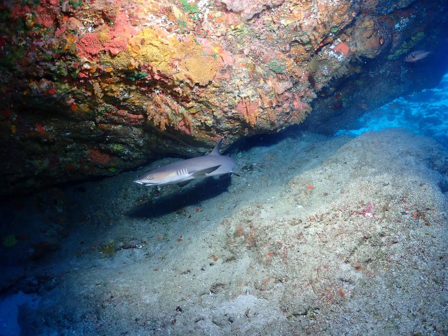 5月9日慶良間ダイビング🤿