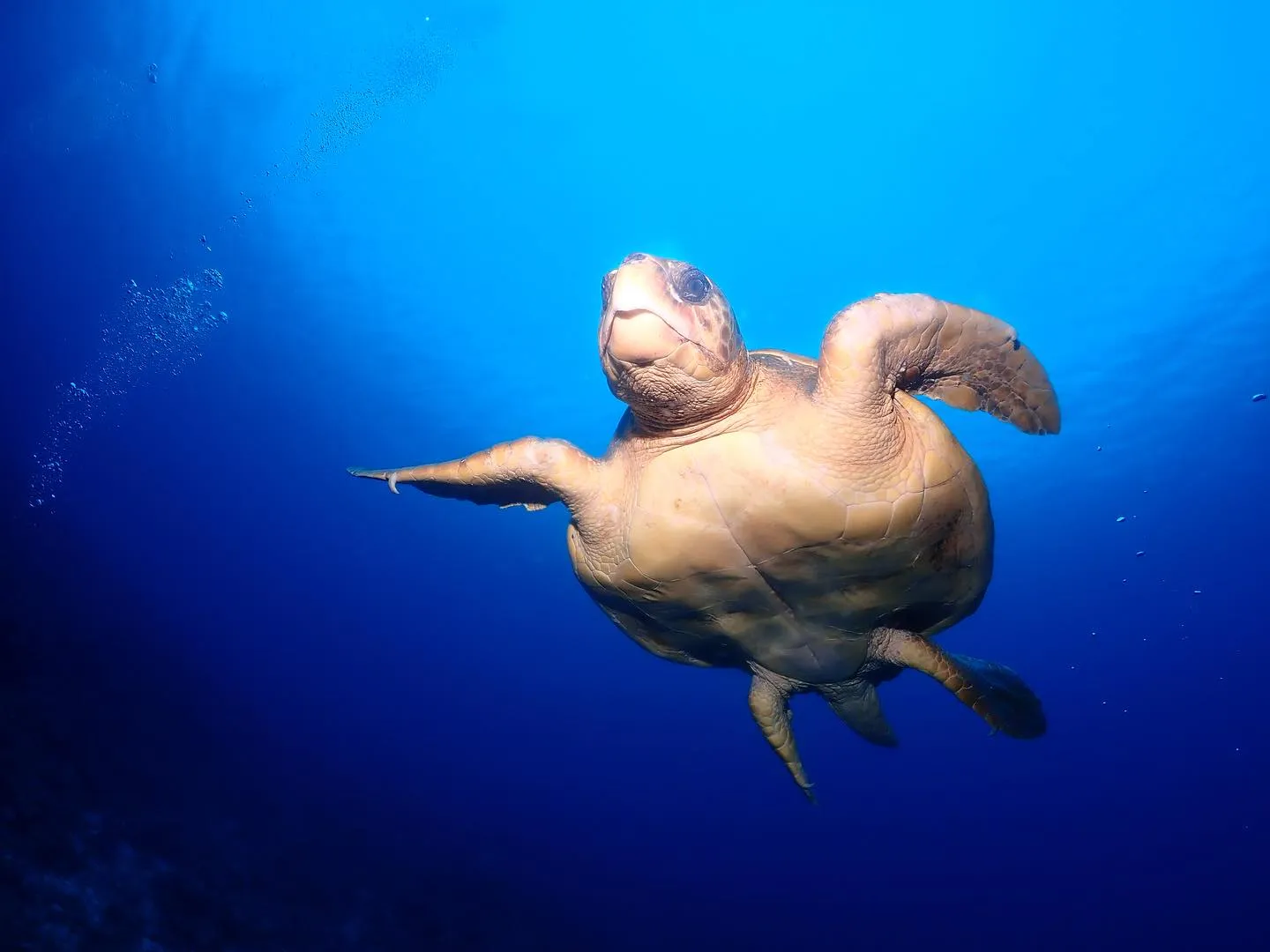 5月10日慶良間ダイビング🤿