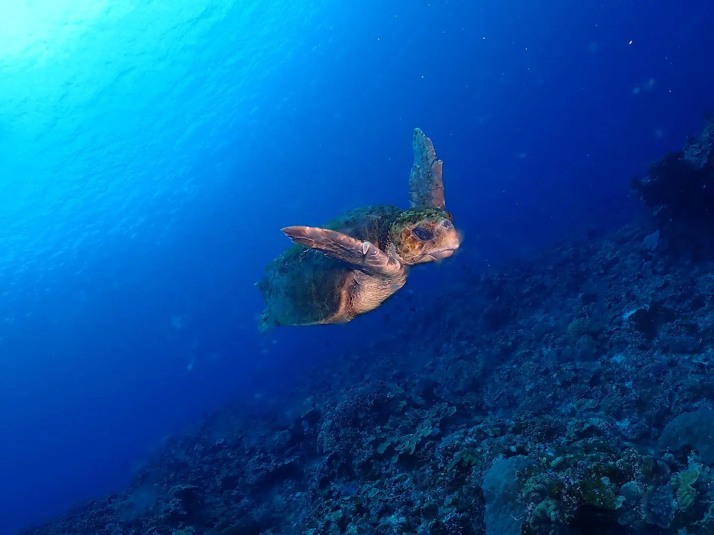 5月10日慶良間ダイビング🤿
