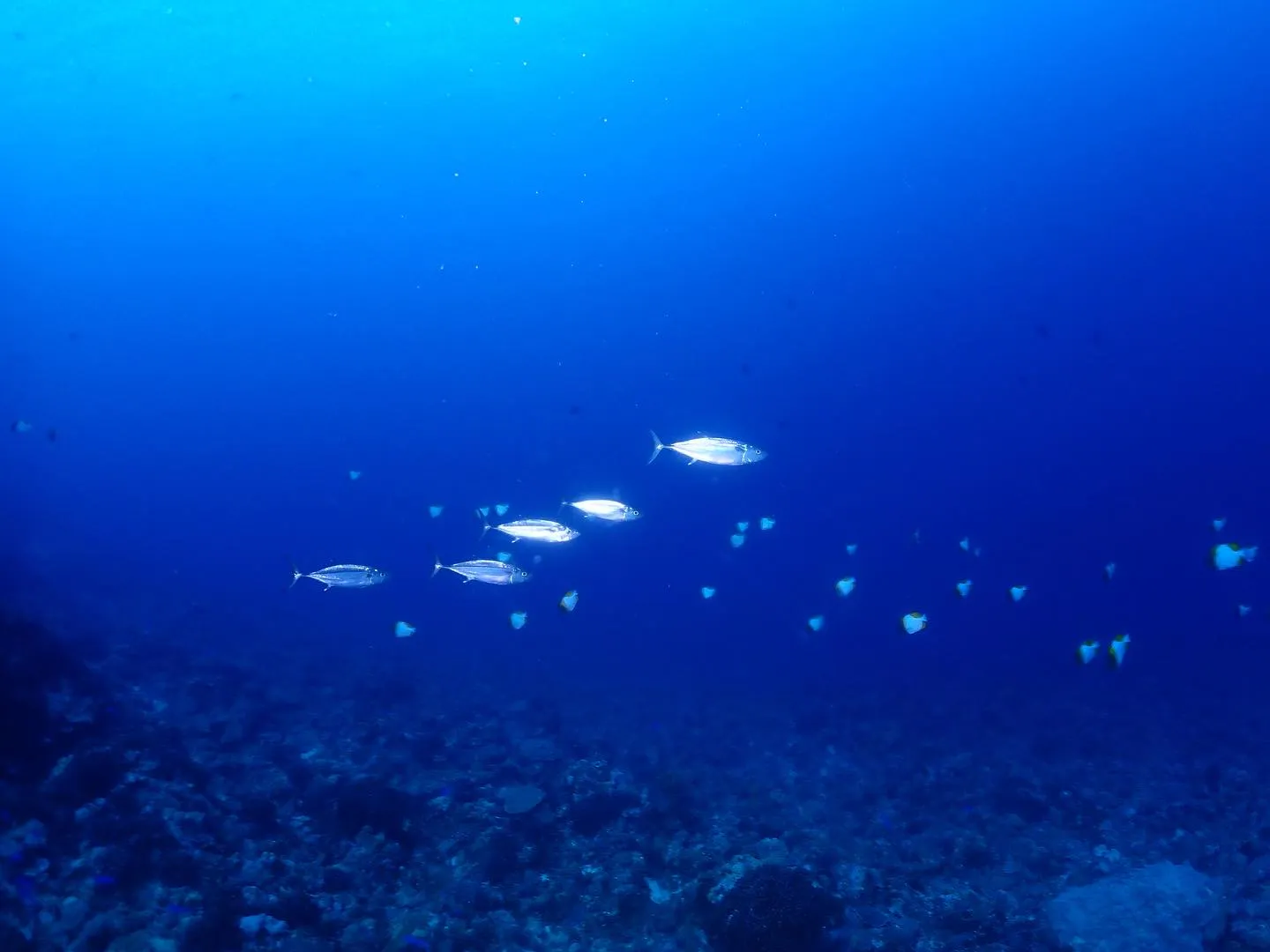5月10日慶良間ダイビング🤿