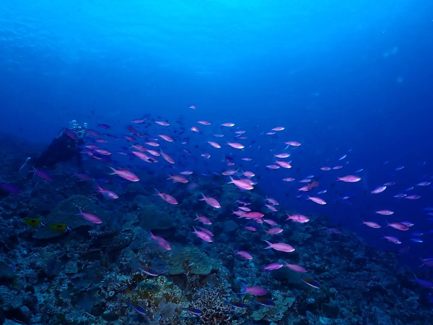 5月10日慶良間ダイビング🤿