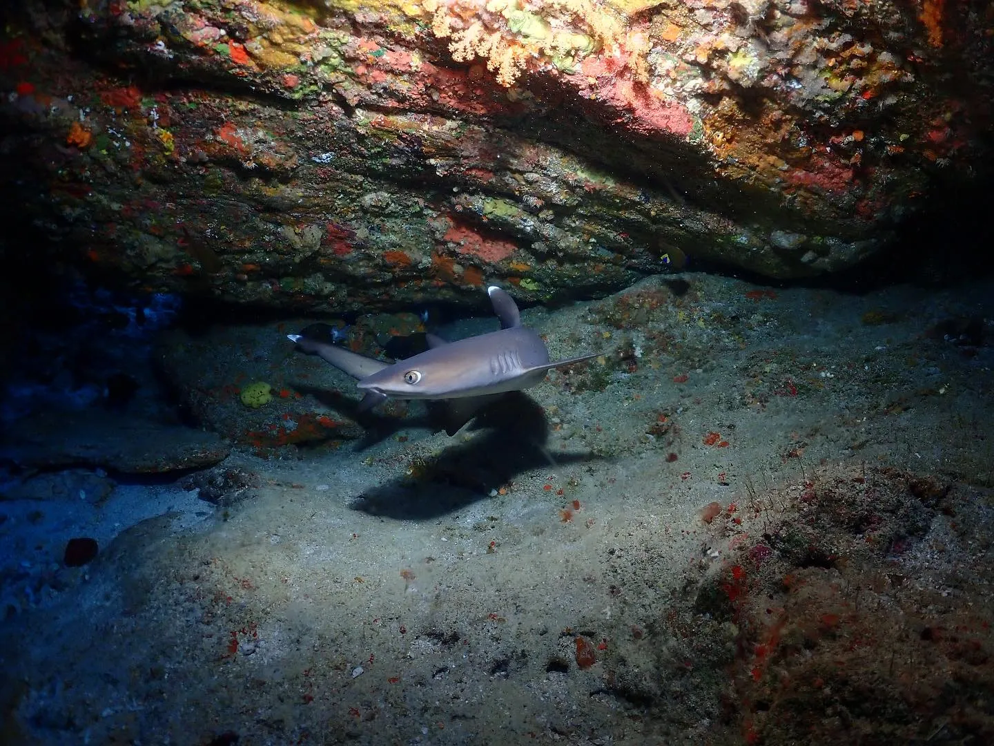 5月10日慶良間ダイビング🤿