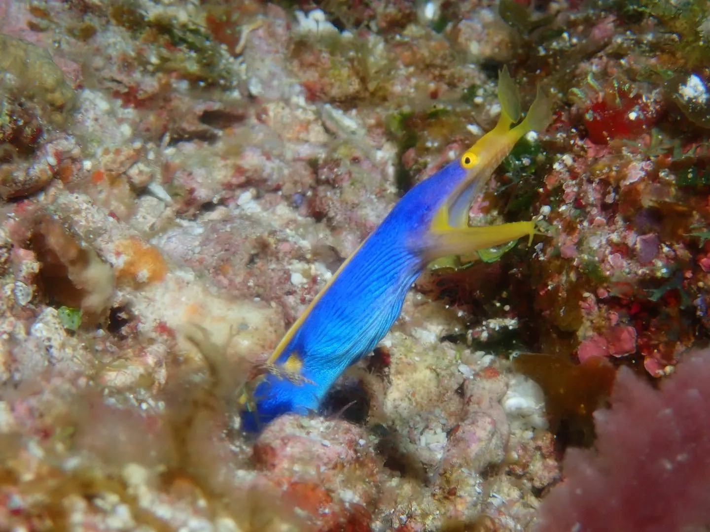 5月10日慶良間ダイビング🤿