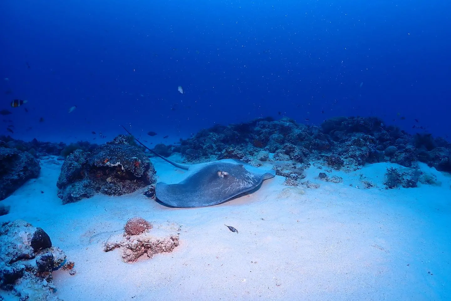 5月12日慶良間ダイビング🤿