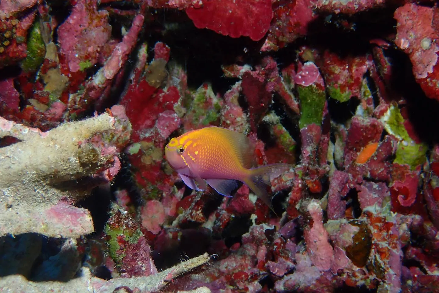 5月12日慶良間ダイビング🤿