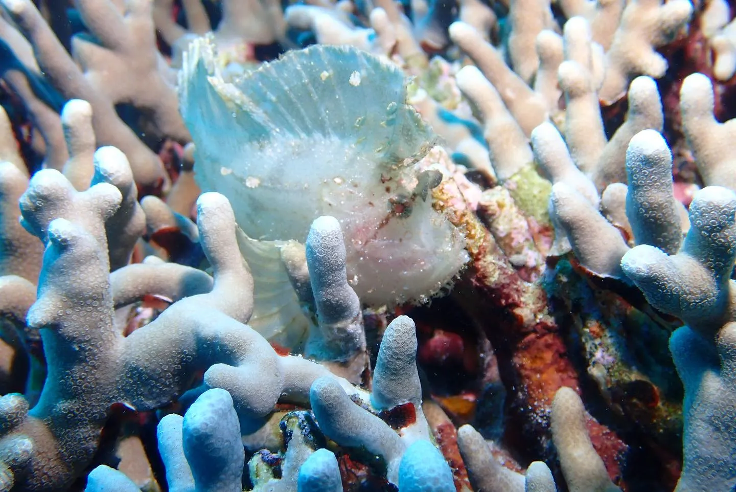 5月12日慶良間ダイビング🤿