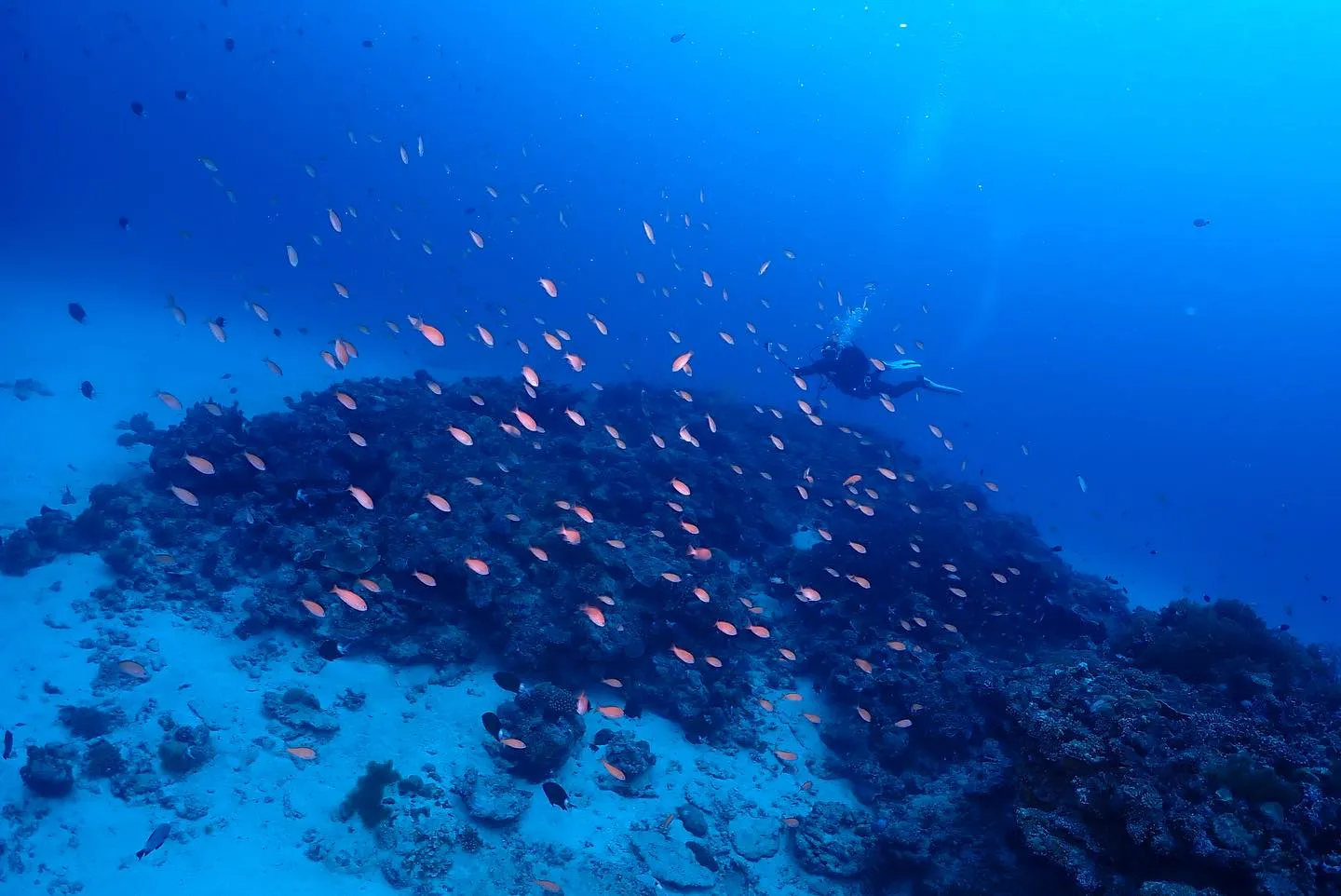5月12日慶良間ダイビング🤿