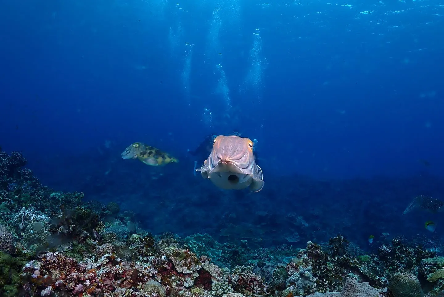 5月13日慶良間ダイビング🤿
