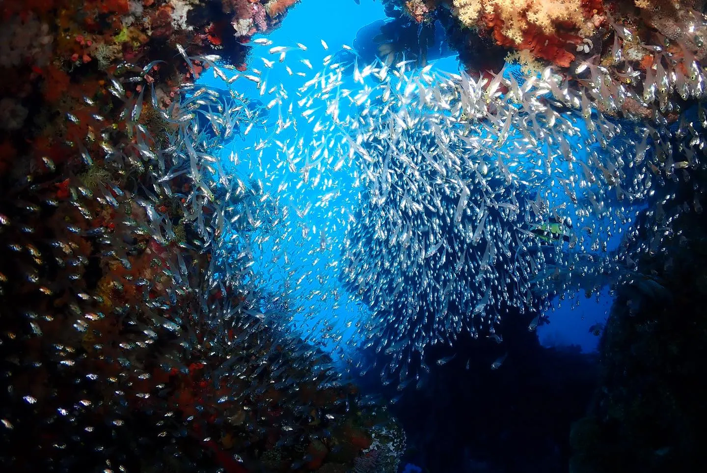 5月13日慶良間ダイビング🤿