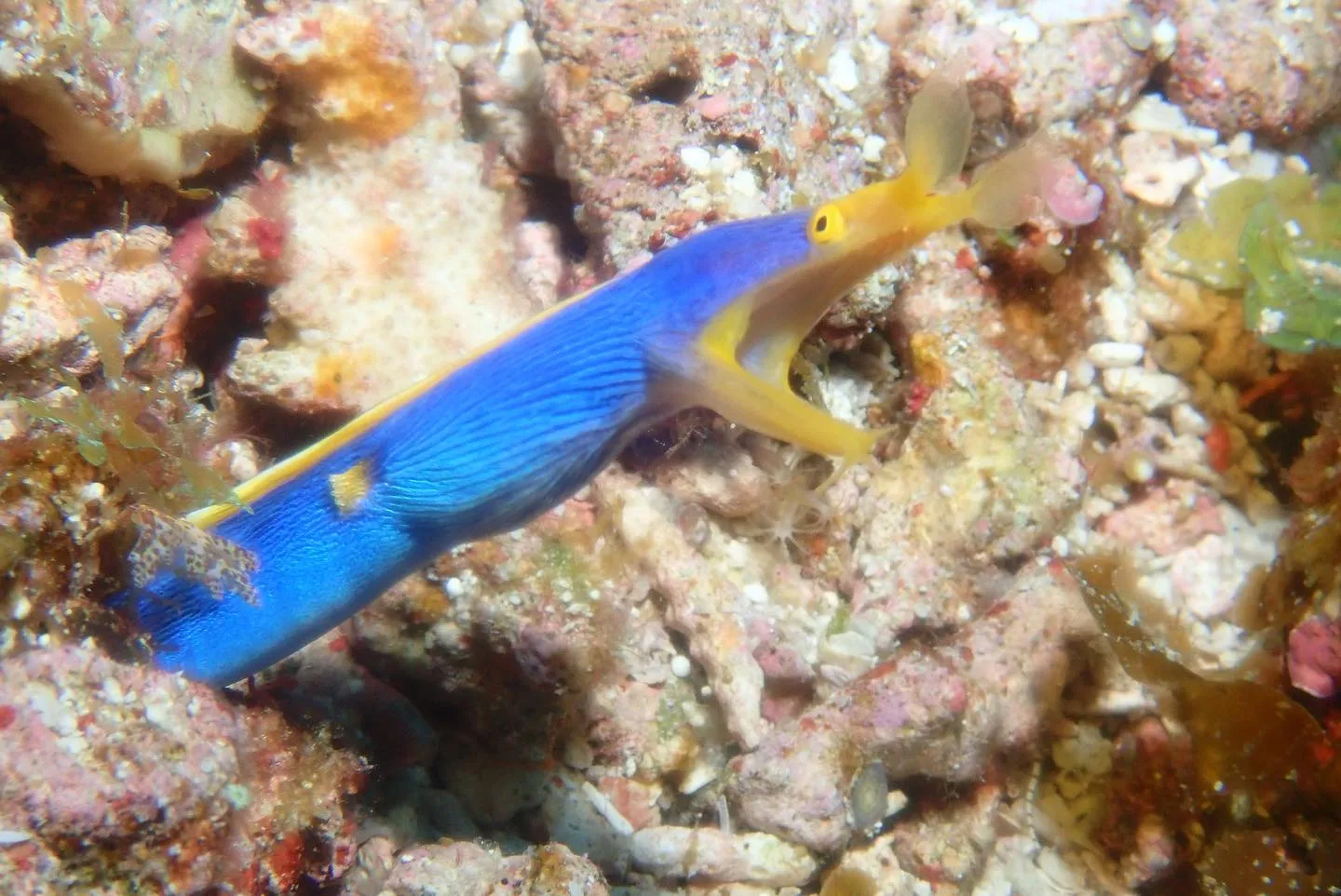 5月13日慶良間ダイビング🤿