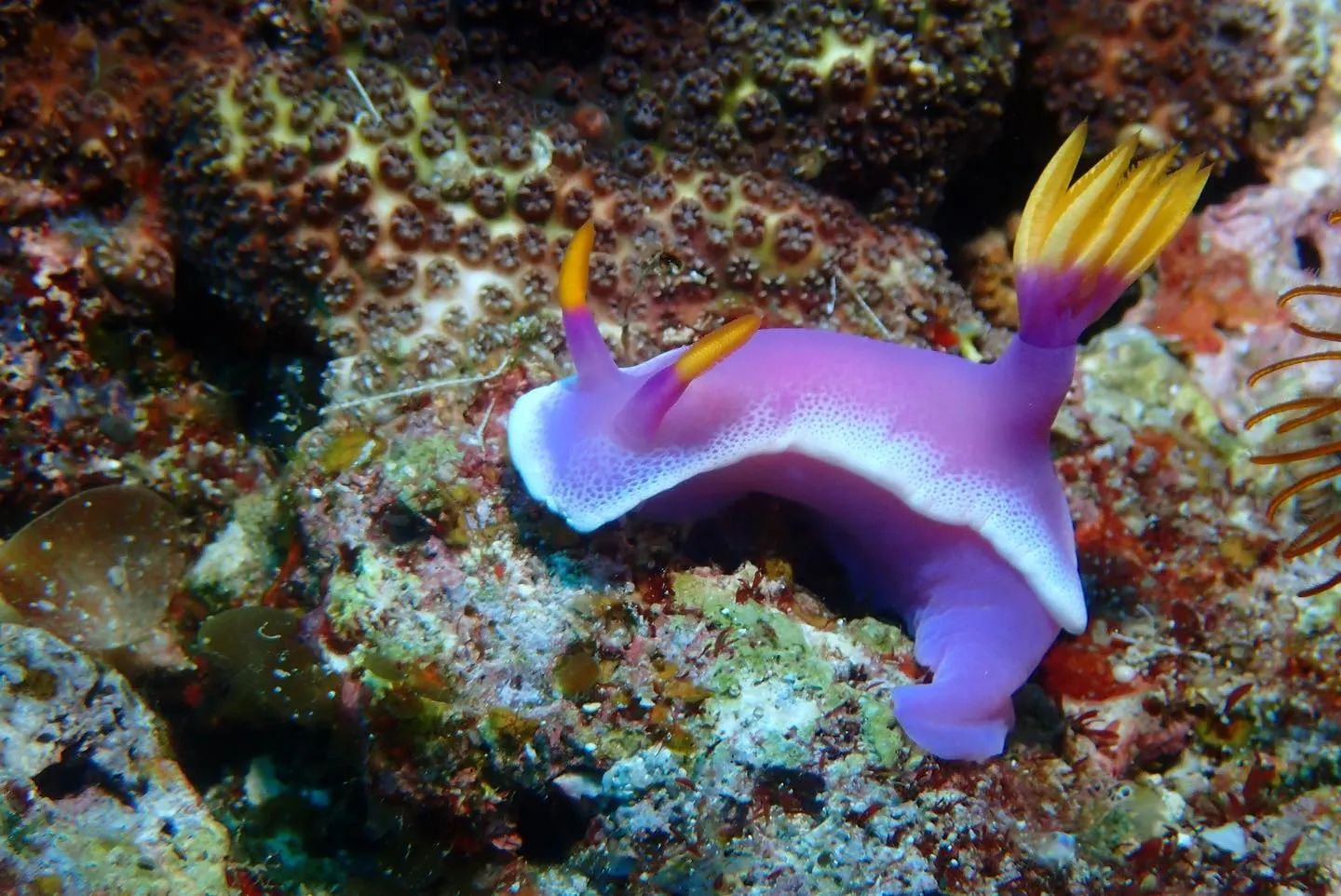 5月14日慶良間ダイビング🤿