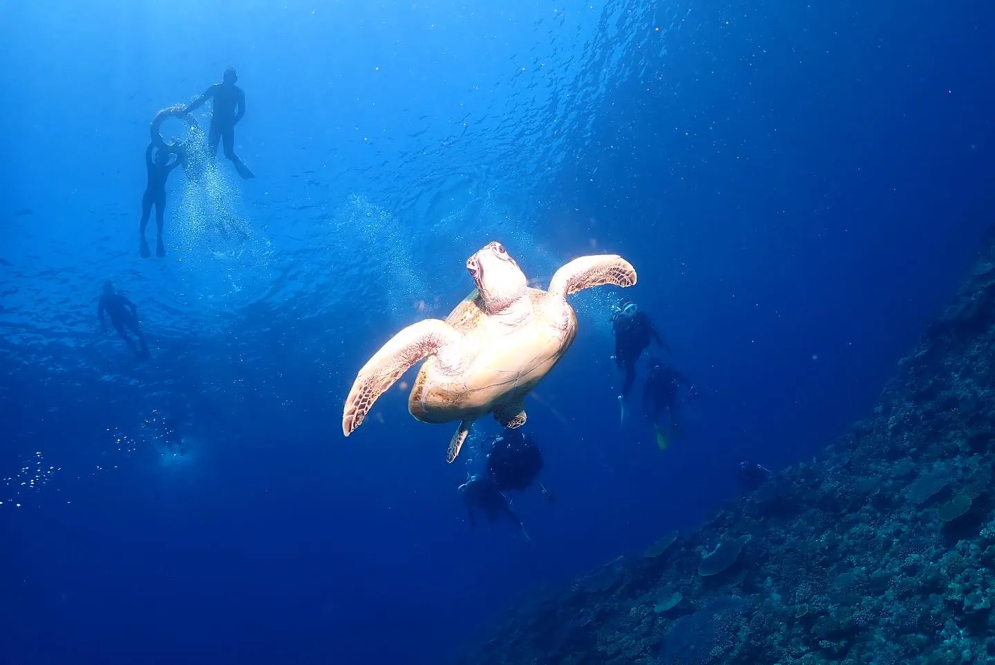 5月14日慶良間ダイビング🤿