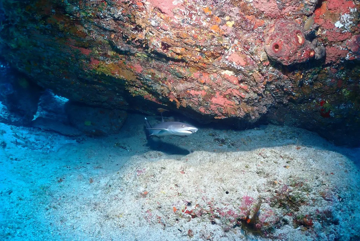 5月14日慶良間ダイビング🤿