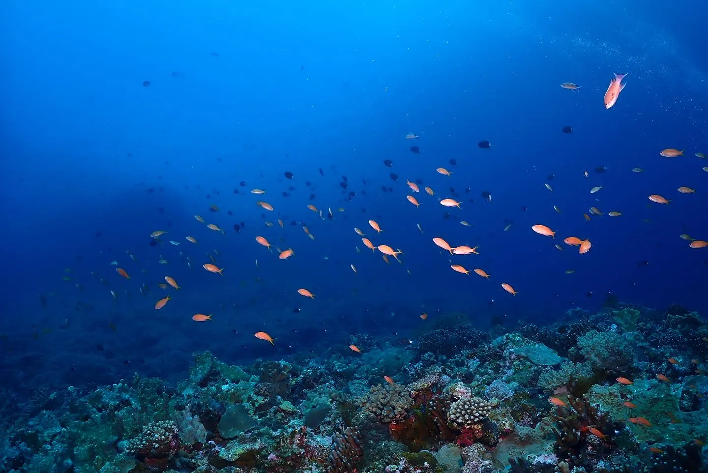 5月14日慶良間ダイビング🤿