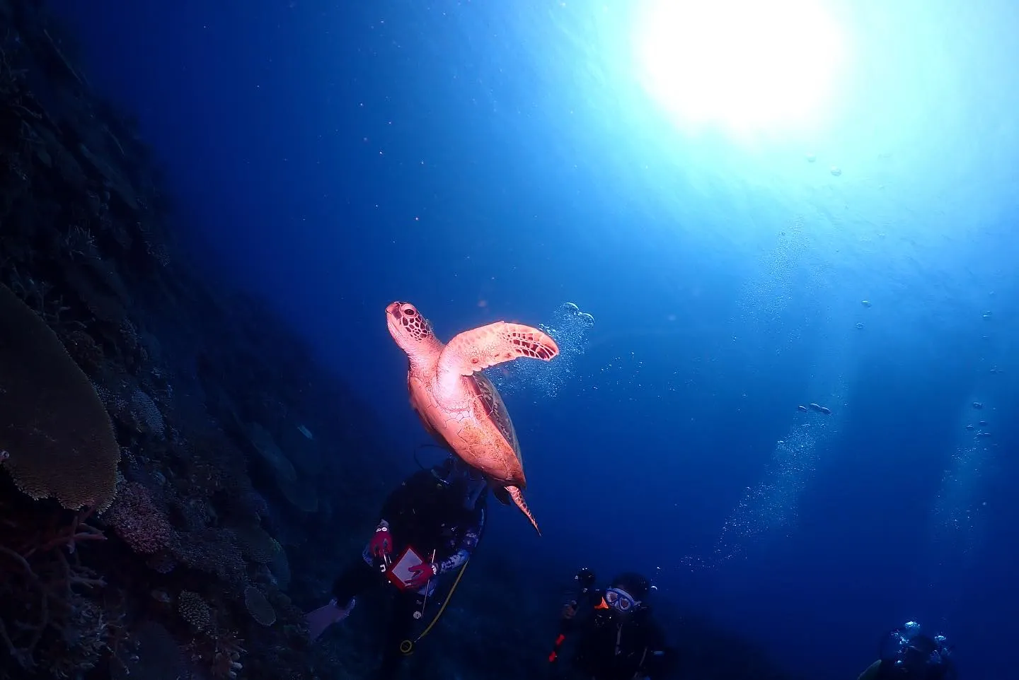5月16日慶良間ダイビング🤿