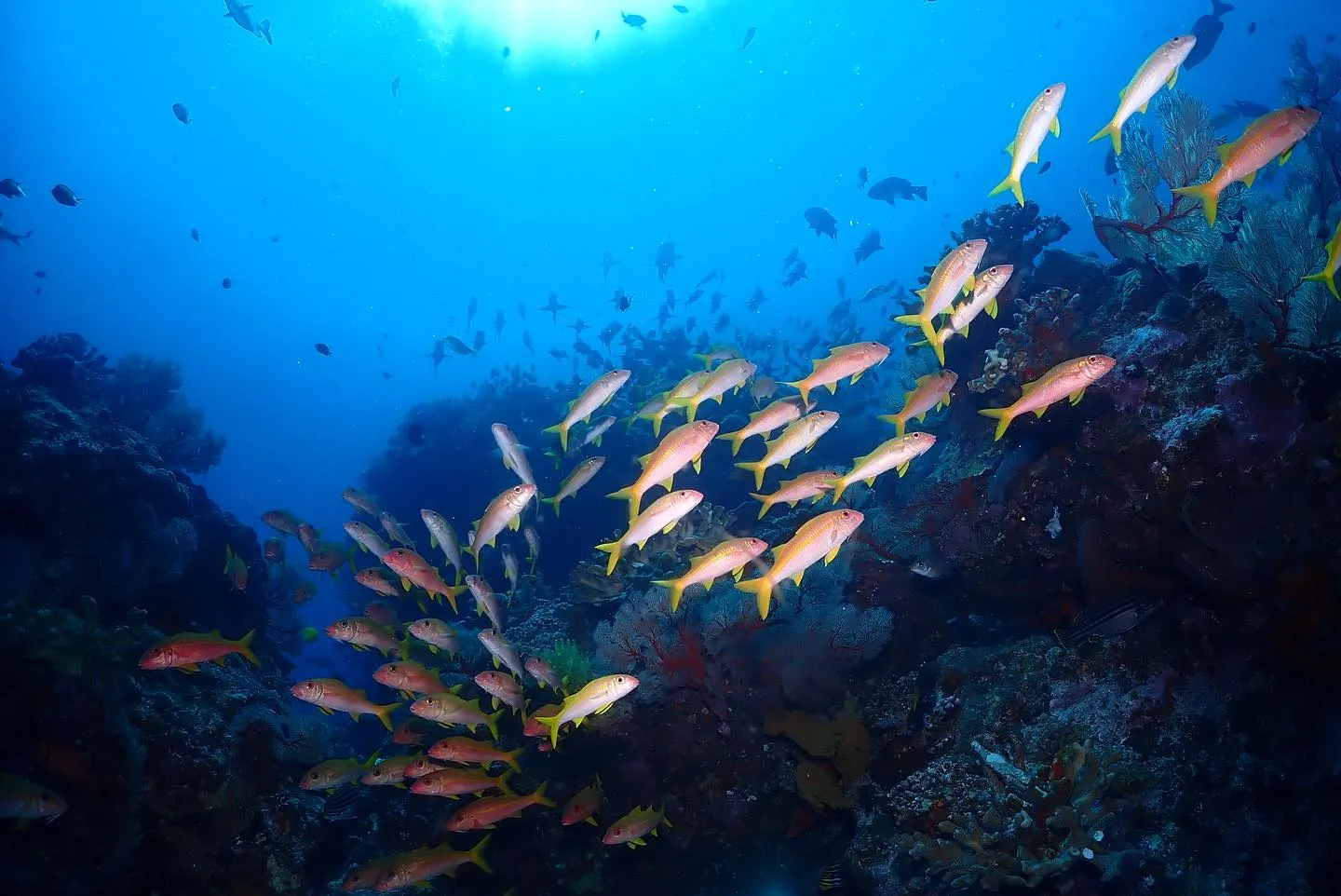 5月16日慶良間ダイビング🤿