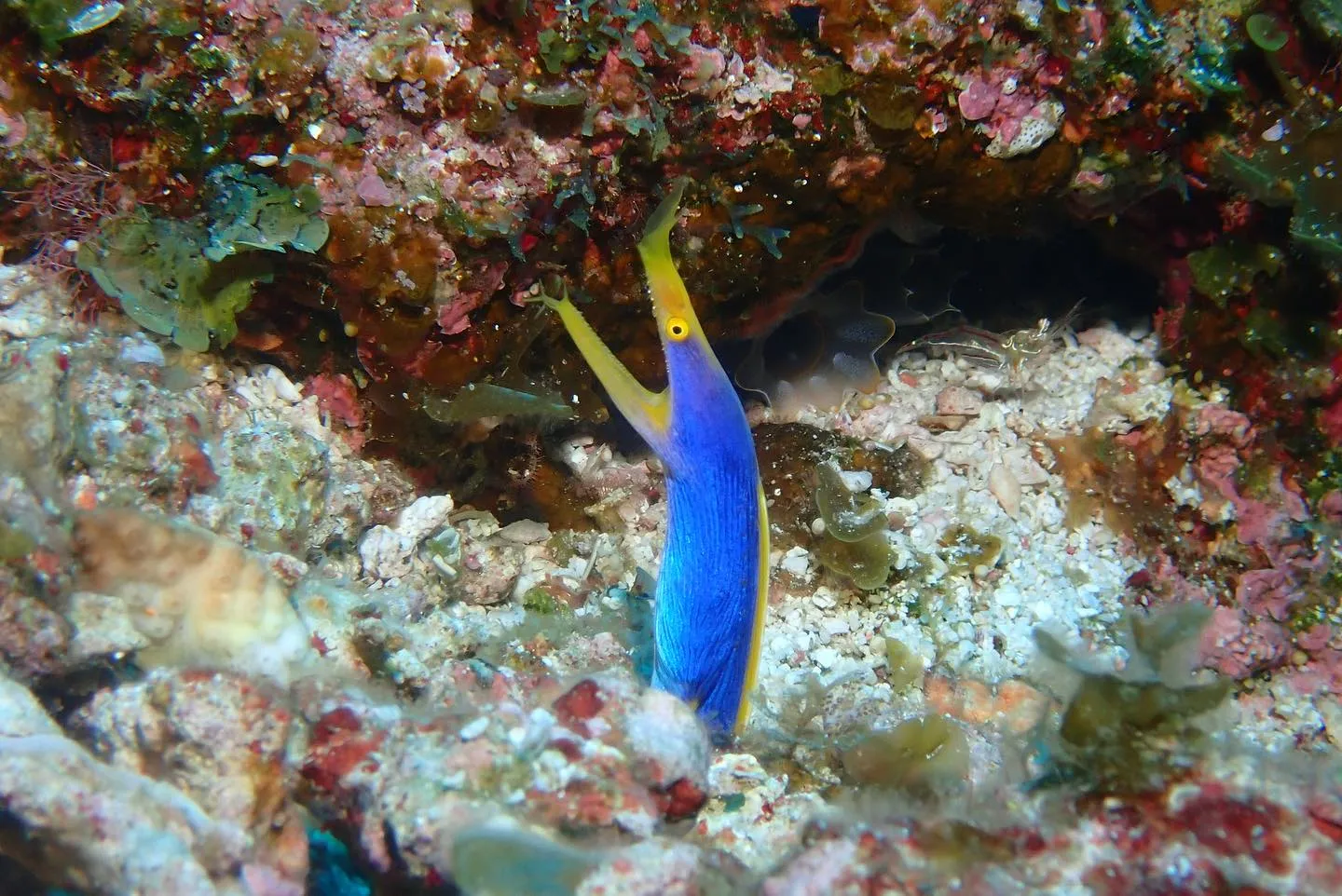 5月16日慶良間ダイビング🤿