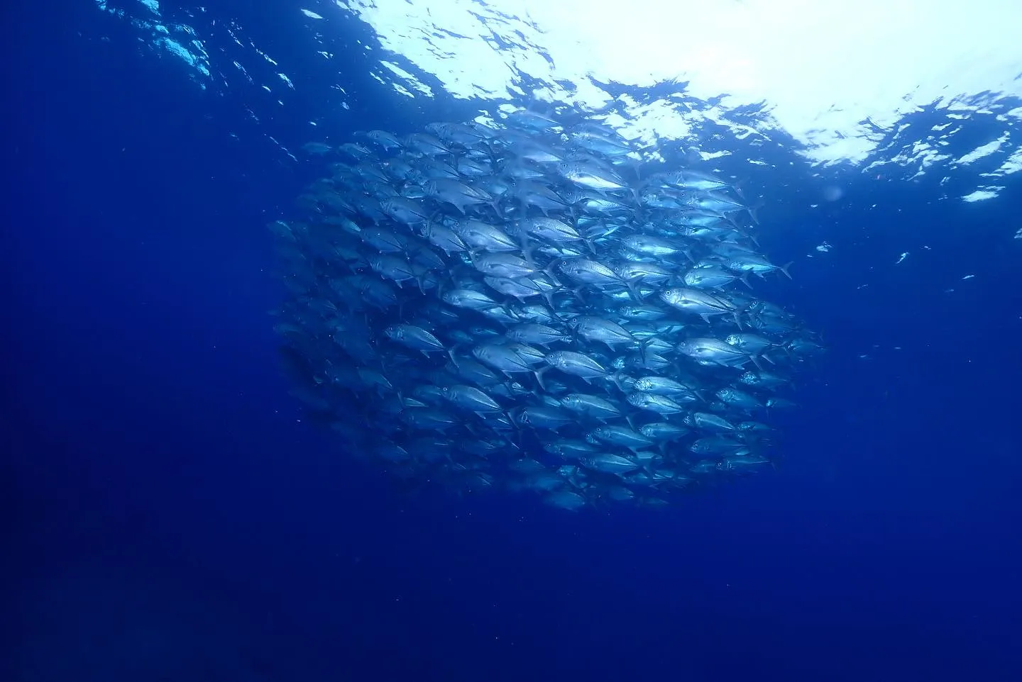 5月18日、19日粟国遠征🤿