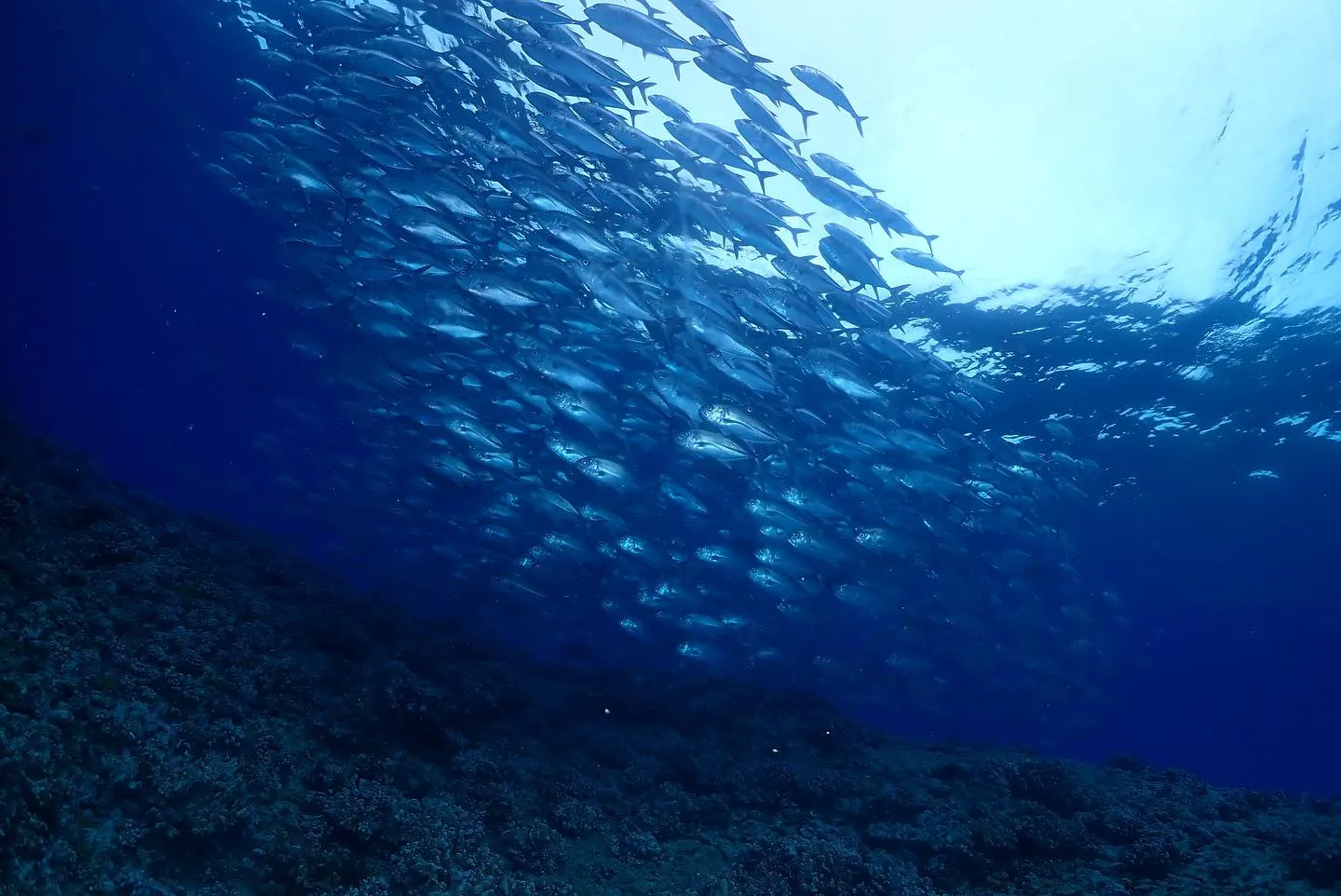 5月18日、19日粟国遠征🤿