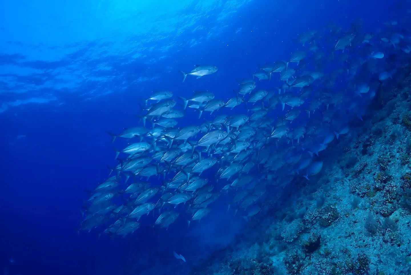 5月18日、19日粟国遠征🤿