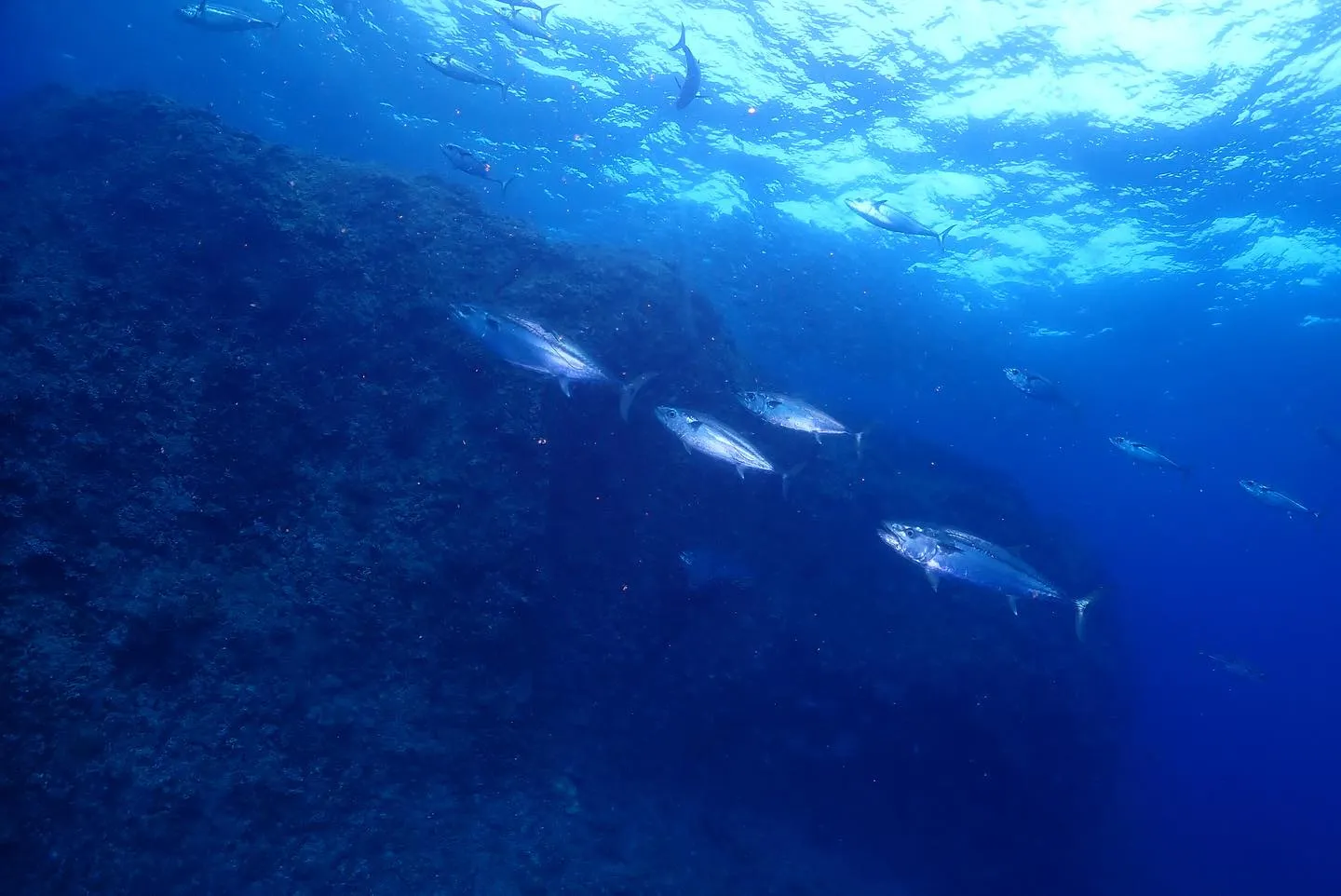 5月18日、19日粟国遠征🤿