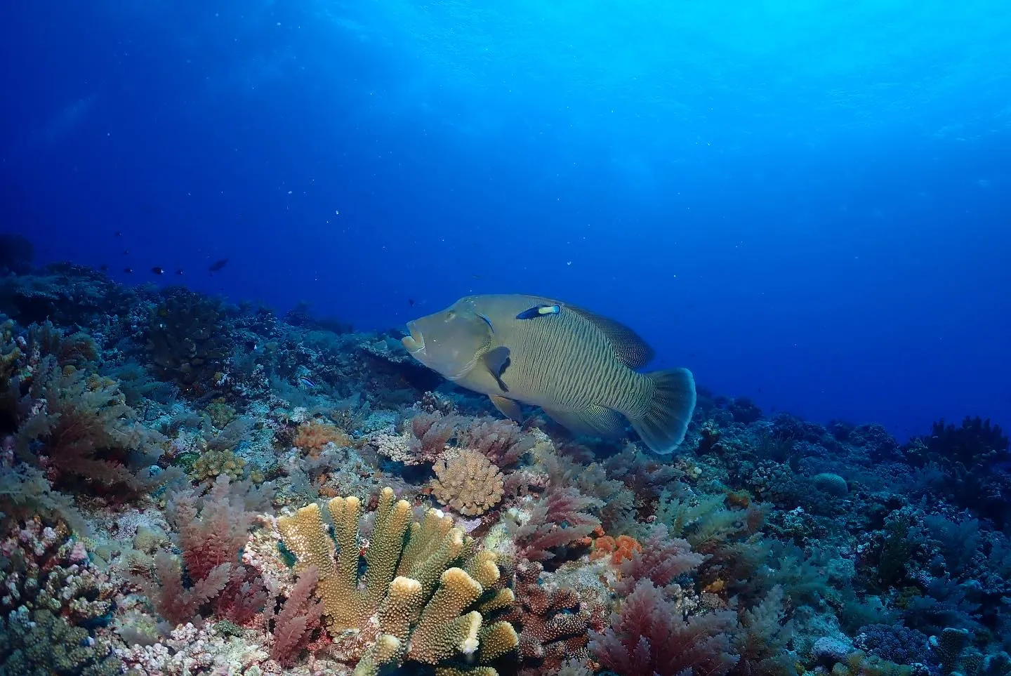 5月18日、19日粟国遠征🤿