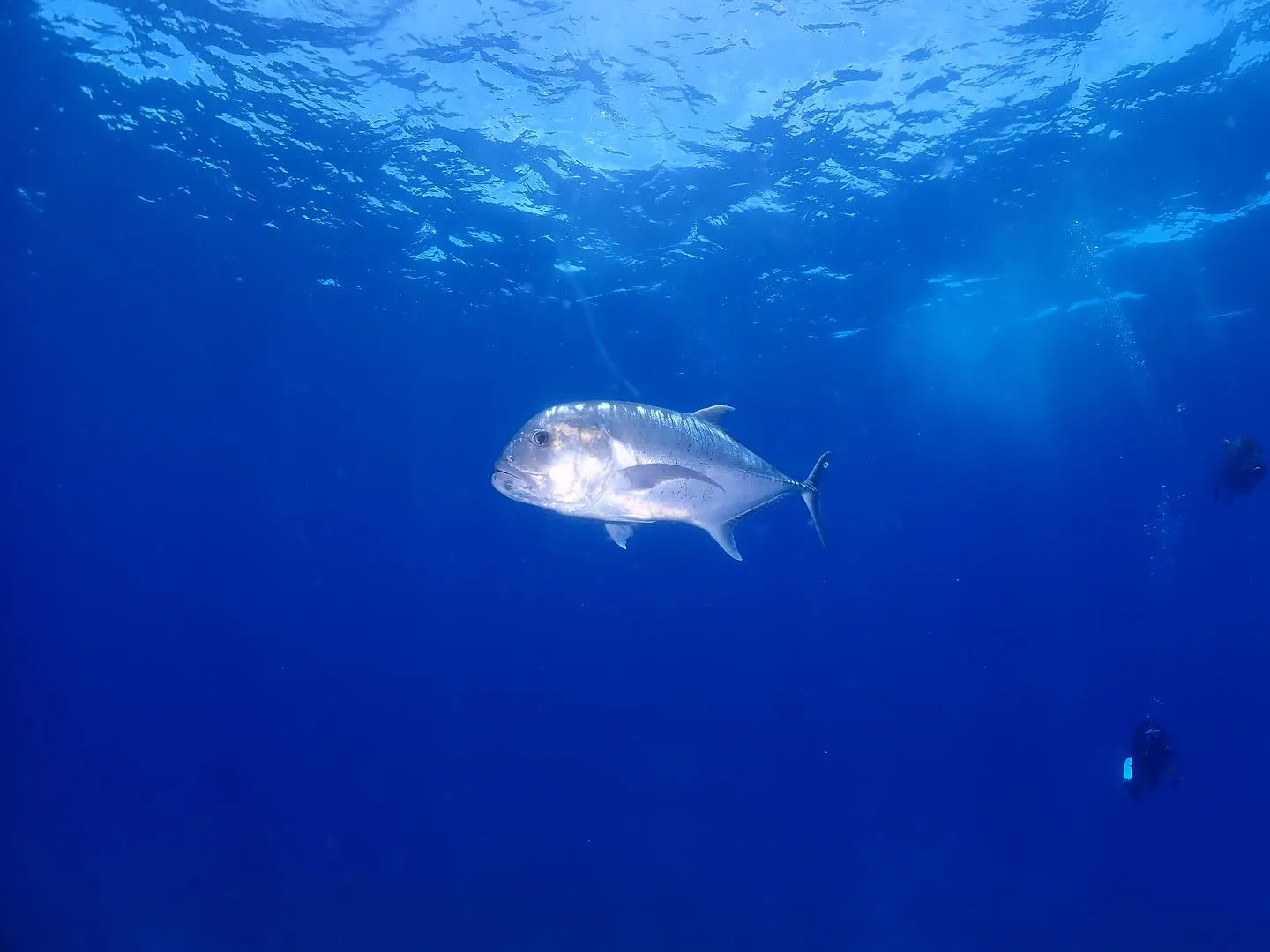 5月23日慶良間ダイビング🤿