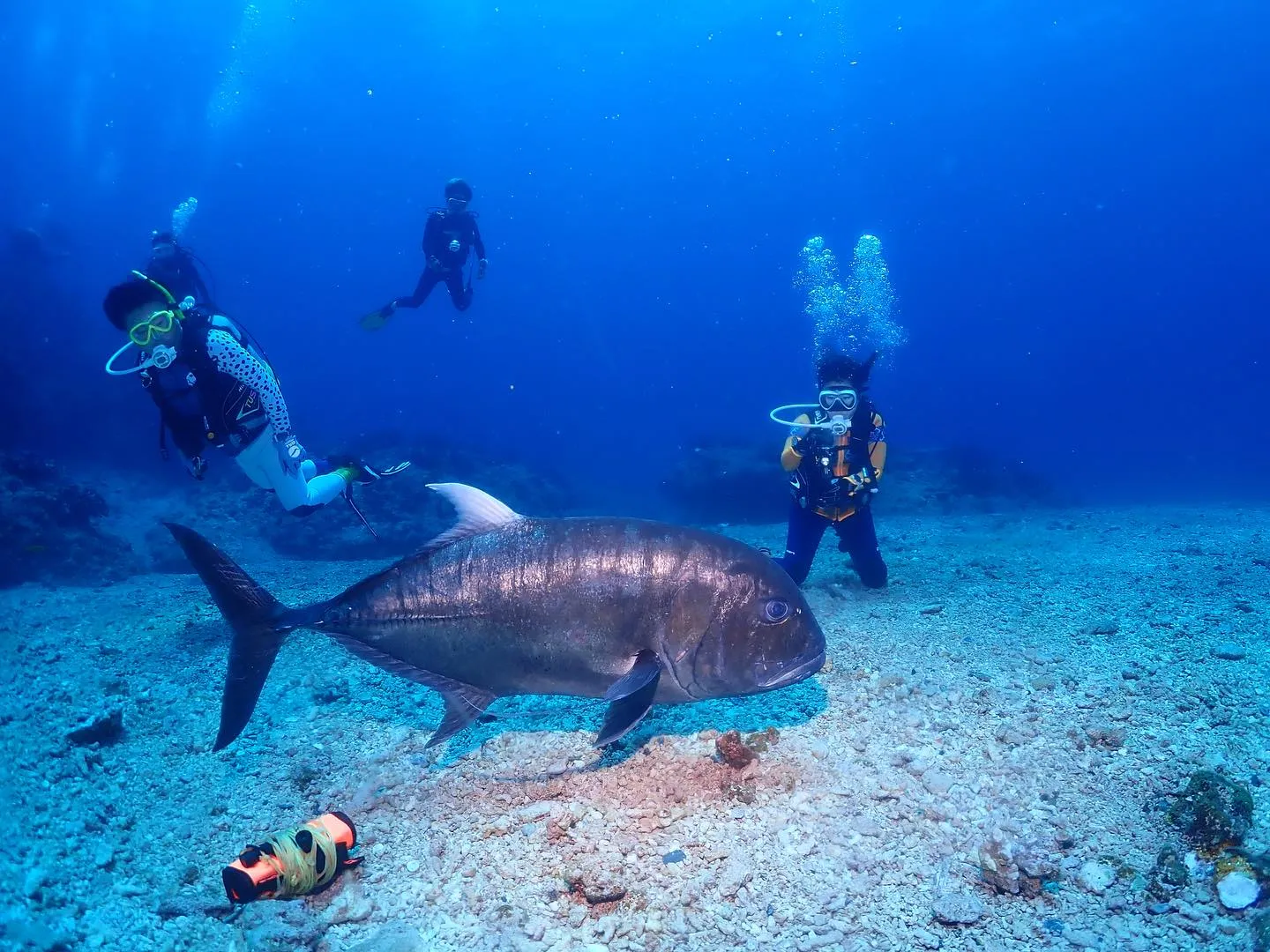 5月23日慶良間ダイビング🤿