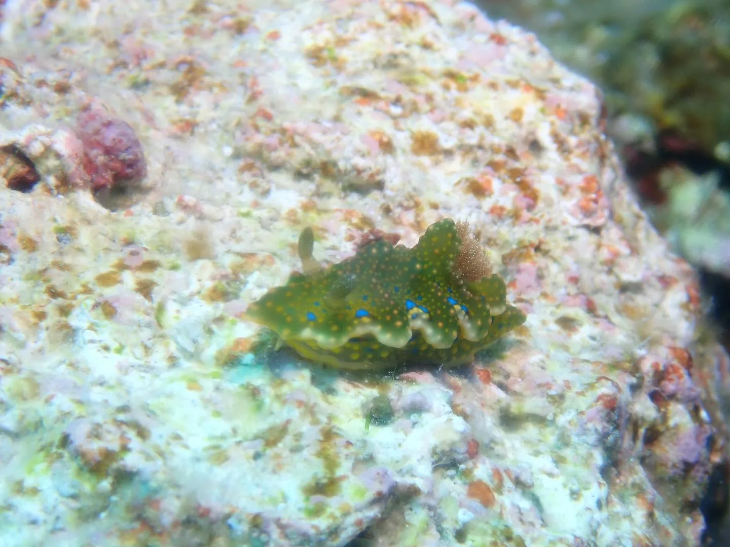 5月23日慶良間ダイビング🤿