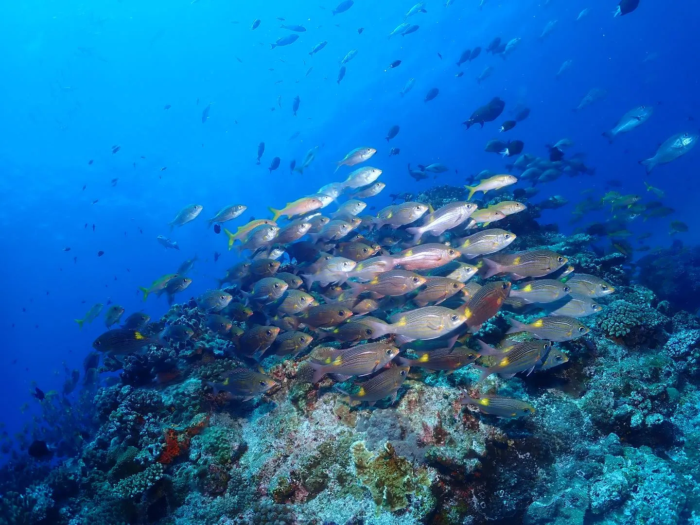 5月23日慶良間ダイビング🤿