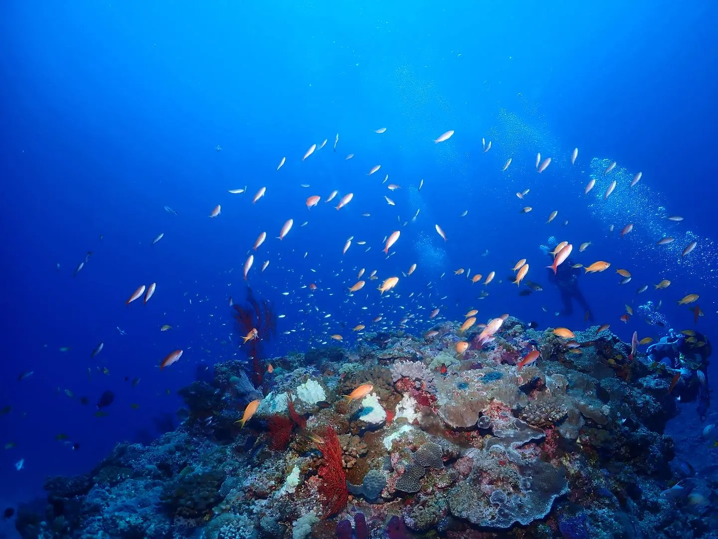 5月23日慶良間ダイビング🤿