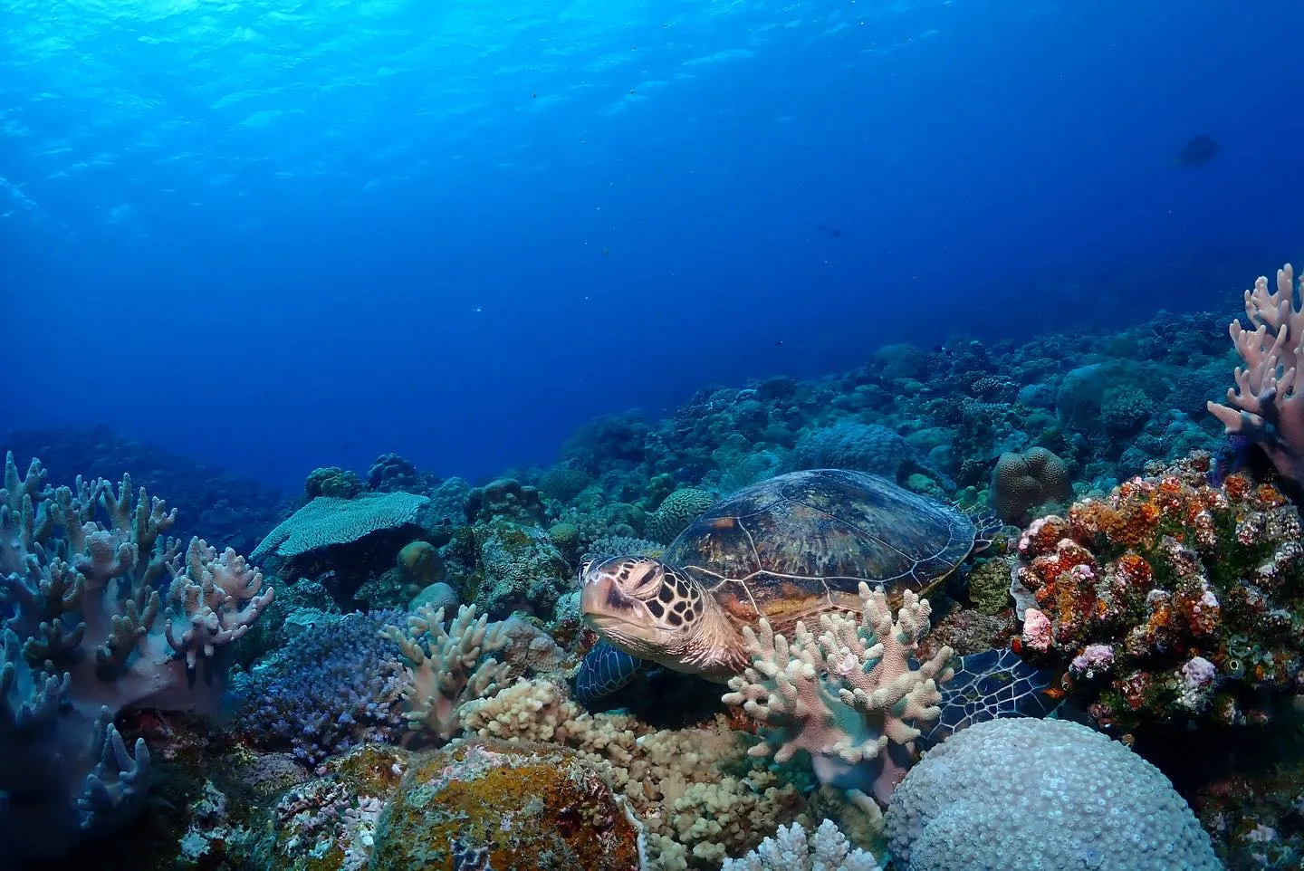 5月29日慶良間&チービシダイビング🤿