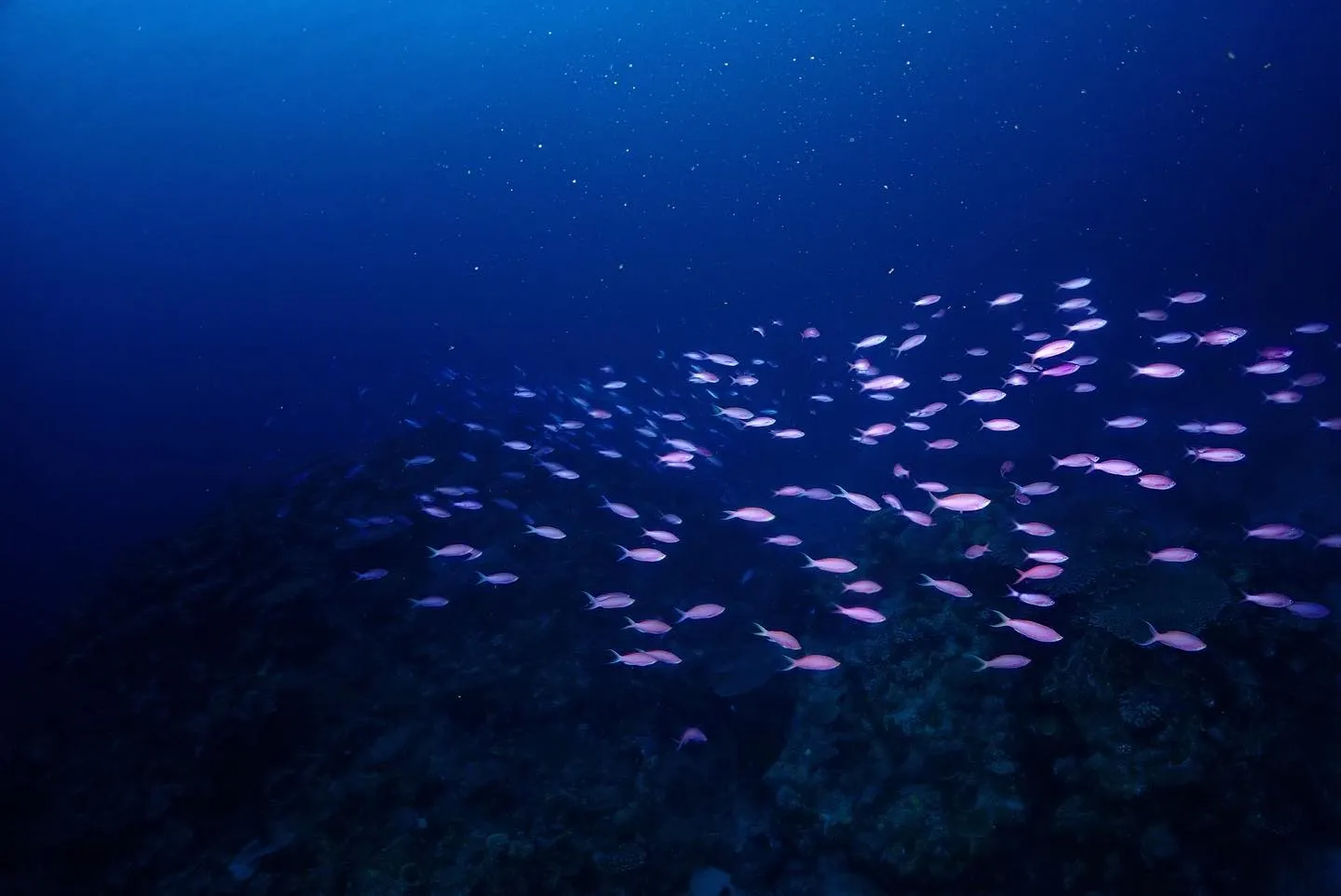 5月29日慶良間&チービシダイビング🤿