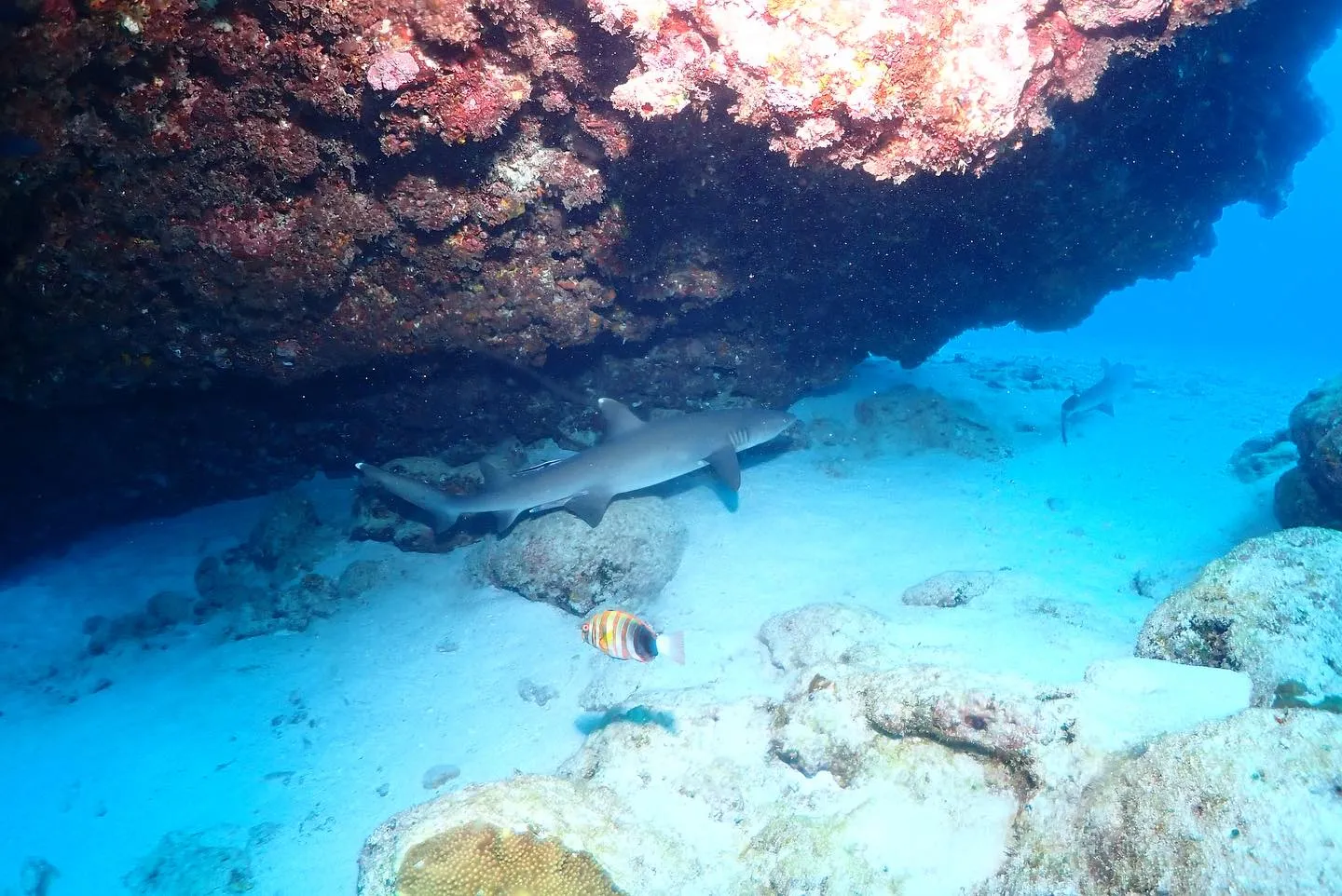 5月29日慶良間&チービシダイビング🤿