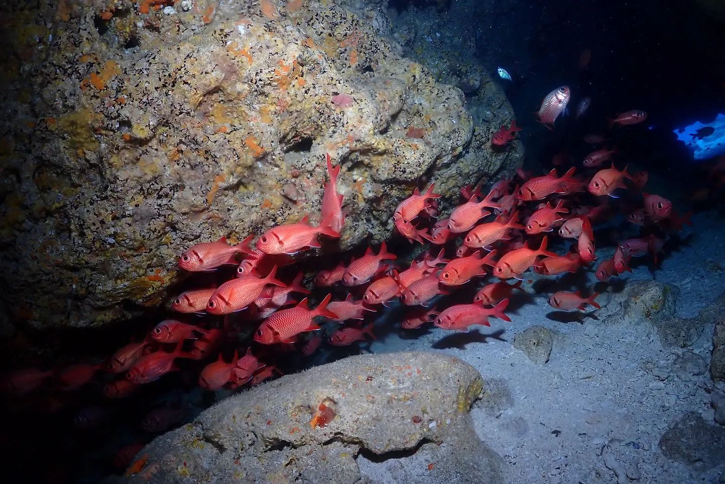 5月29日慶良間&チービシダイビング🤿