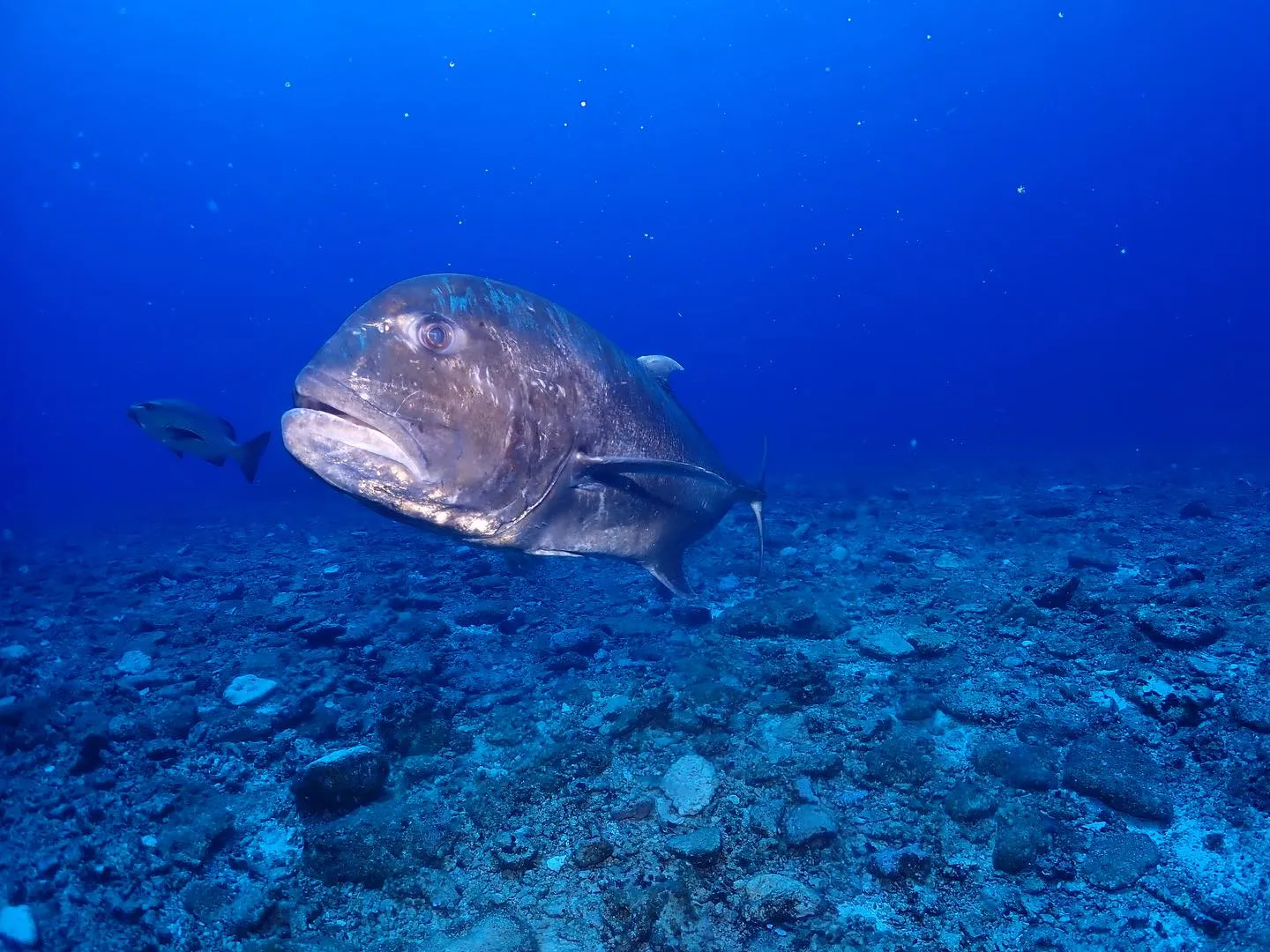 6月20日慶良間ダイビング🤿