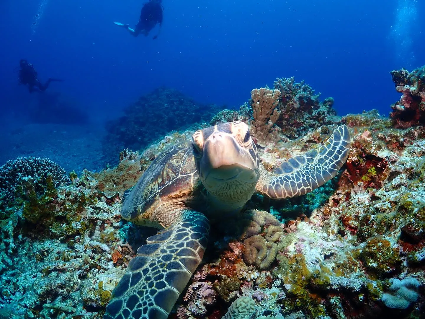 6月20日慶良間ダイビング🤿