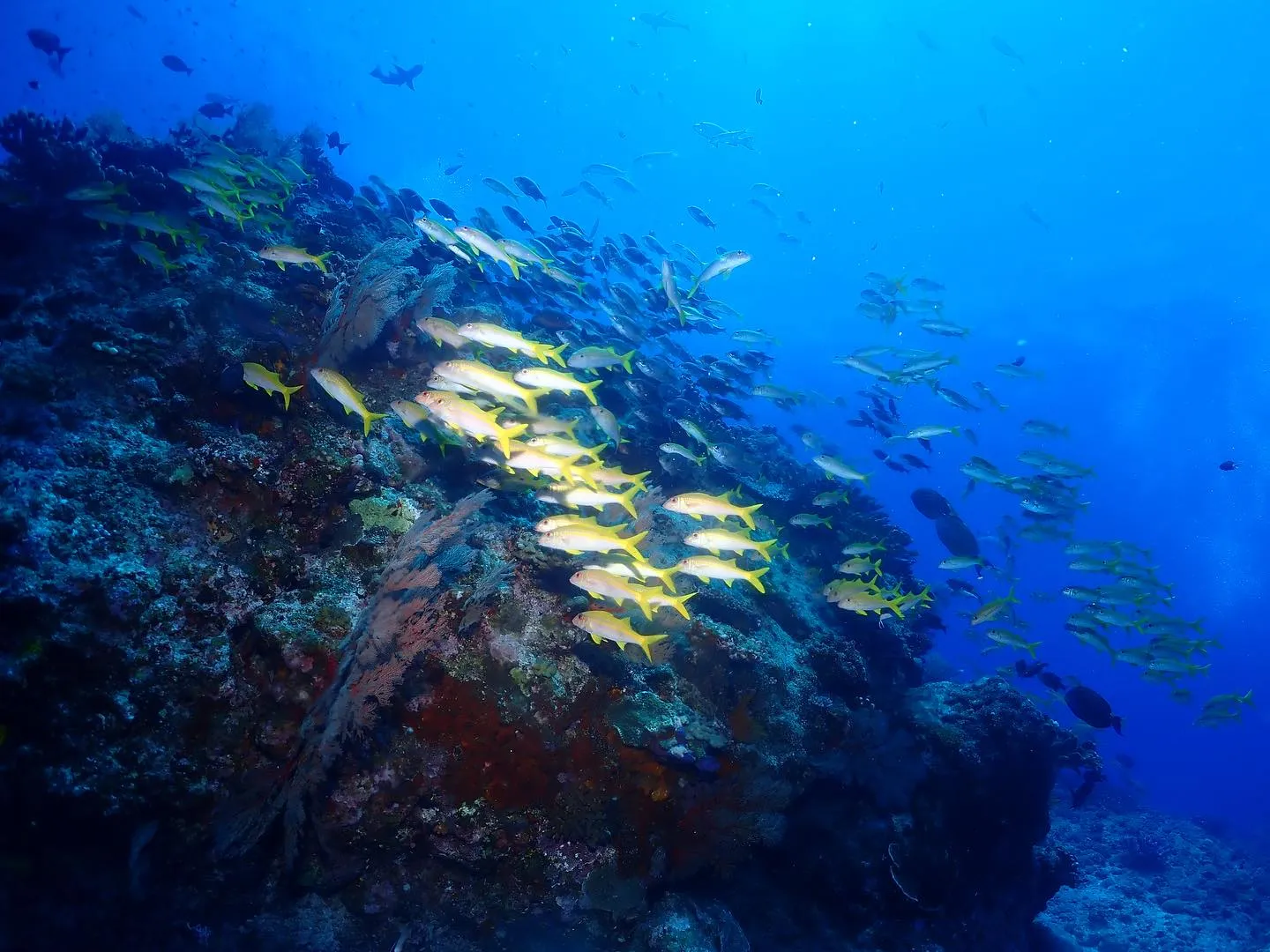 6月20日慶良間ダイビング🤿