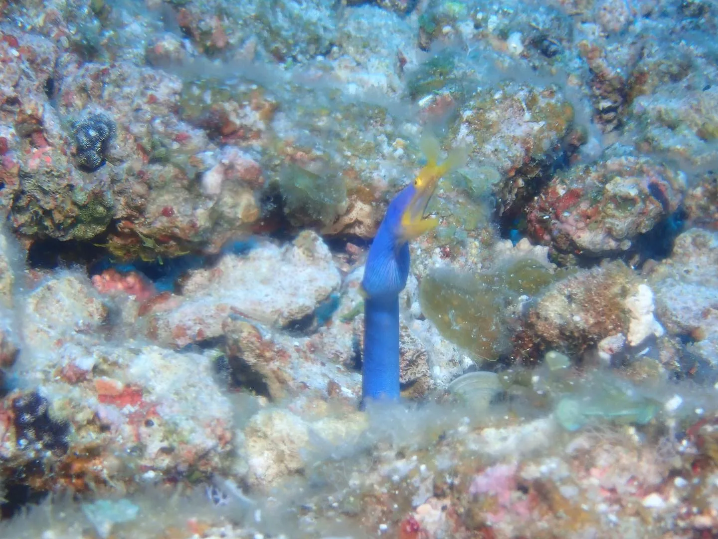 6月20日慶良間ダイビング🤿