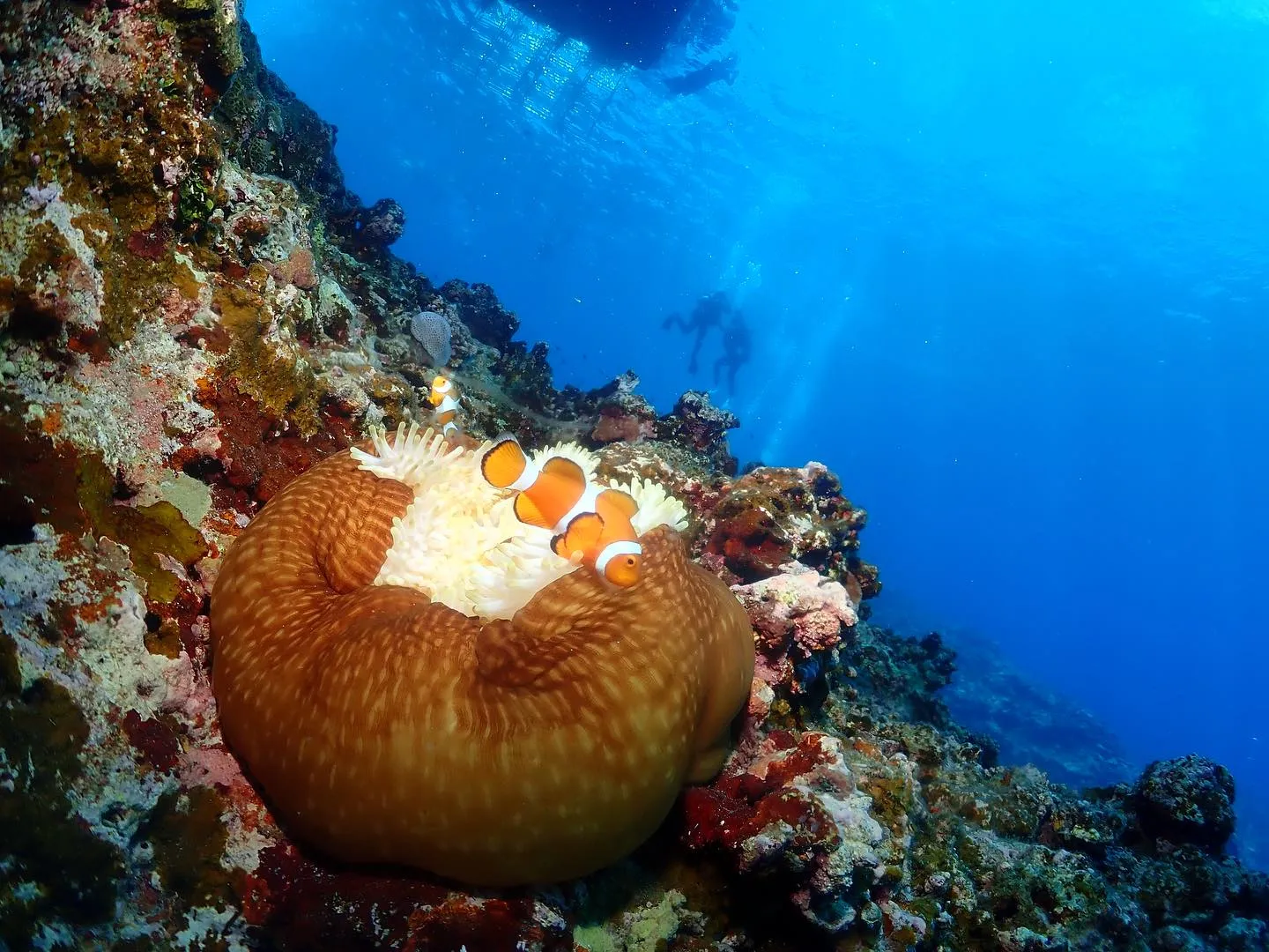 6月20日慶良間ダイビング🤿