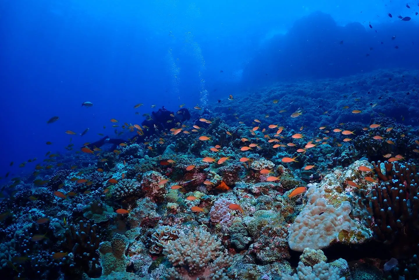 8月2日慶良間ダイビング🤿