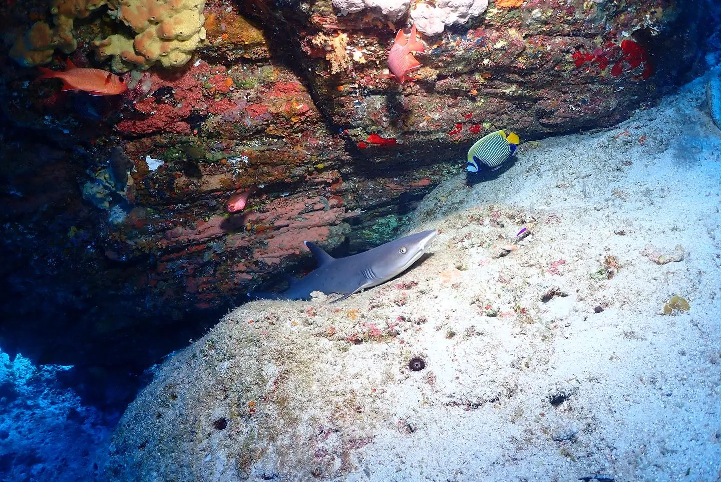 8月2日慶良間ダイビング🤿