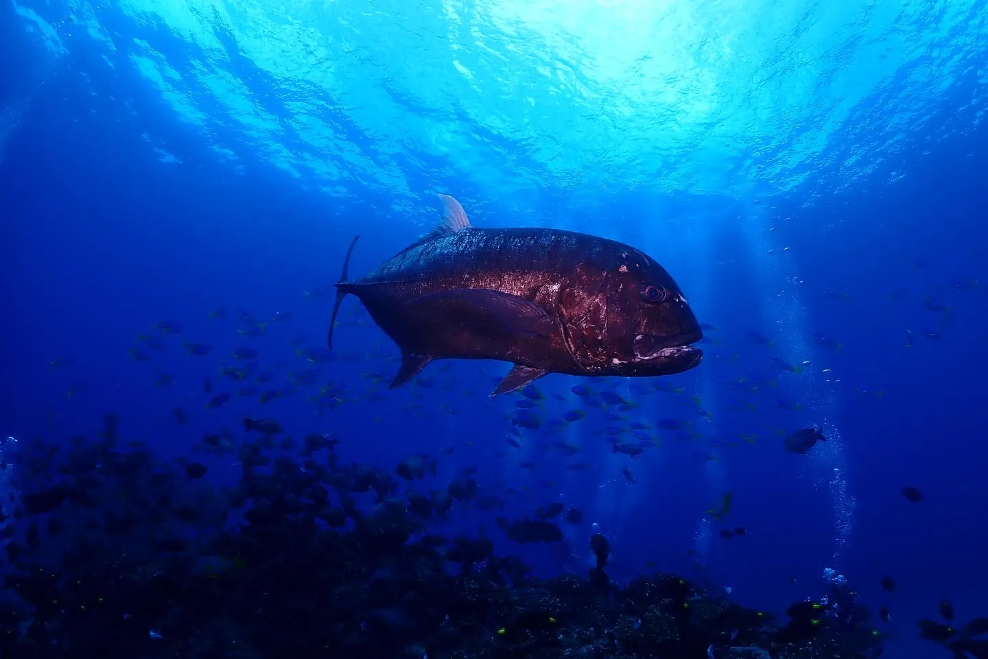8月3日慶良間ダイビング🤿