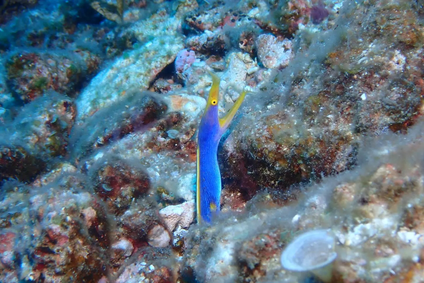 8月3日慶良間ダイビング🤿