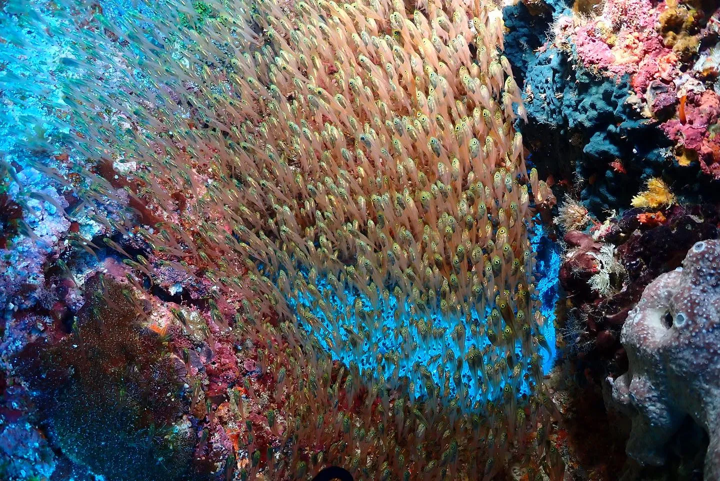 8月3日慶良間ダイビング🤿