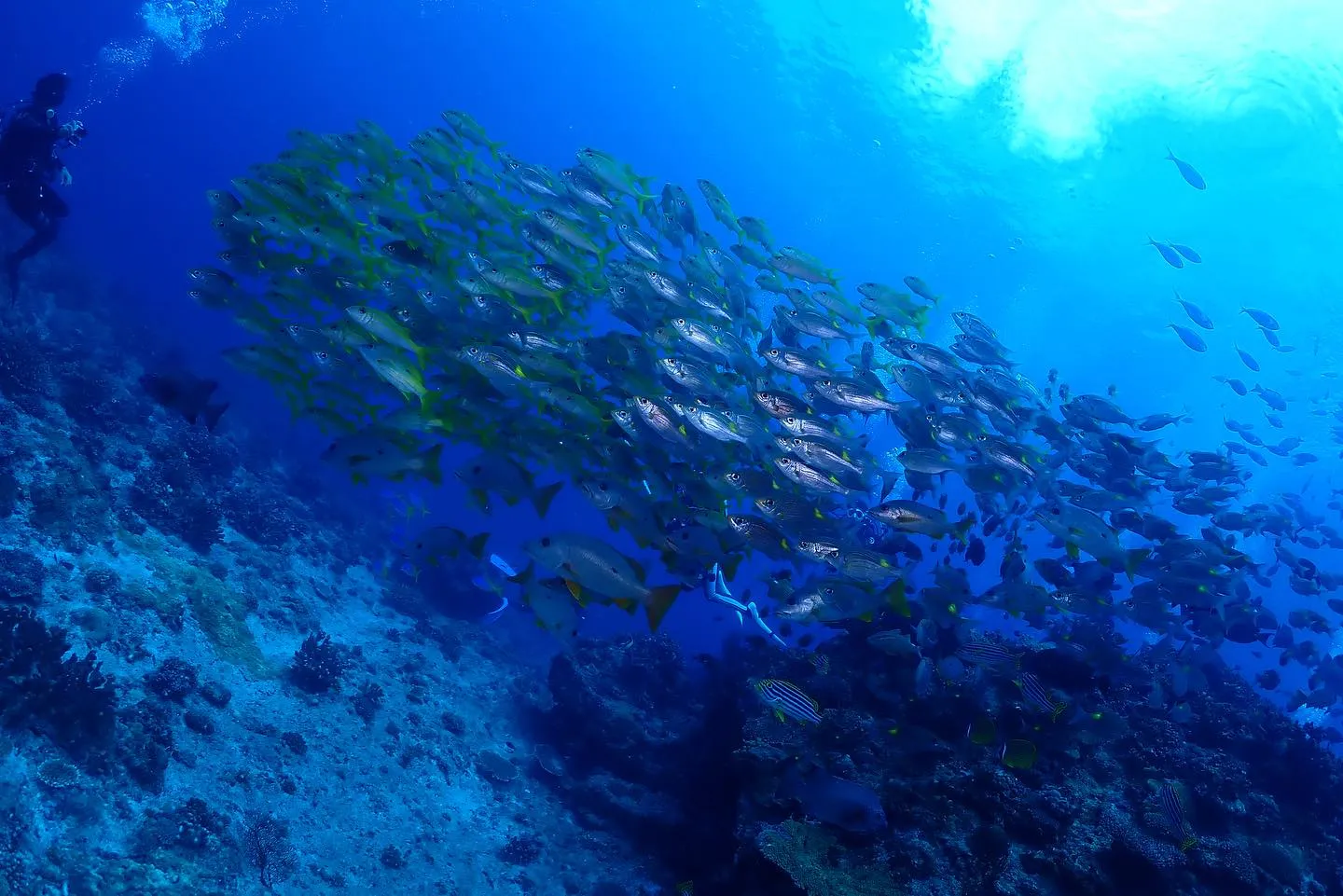 8月3日慶良間ダイビング🤿