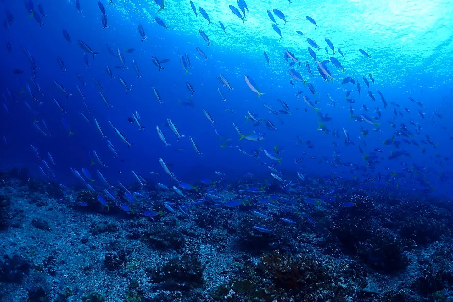 8月3日慶良間ダイビング🤿