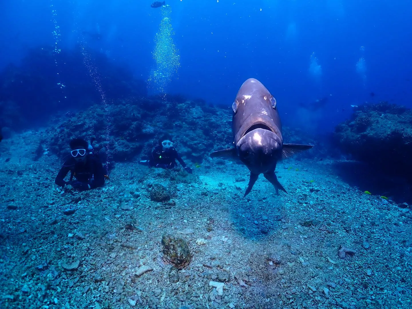 8月4日慶良間ダイビング🤿