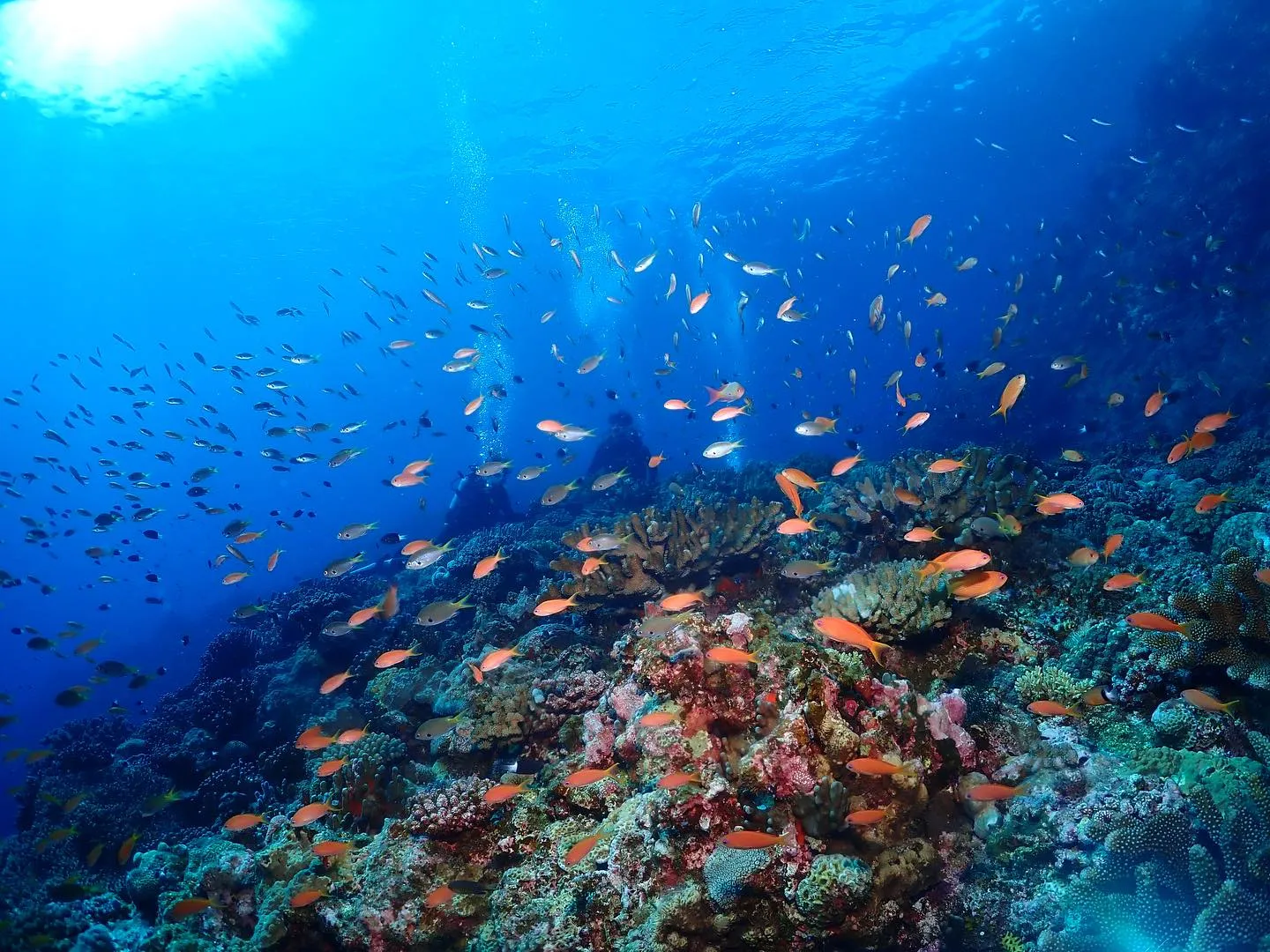 8月4日慶良間ダイビング🤿