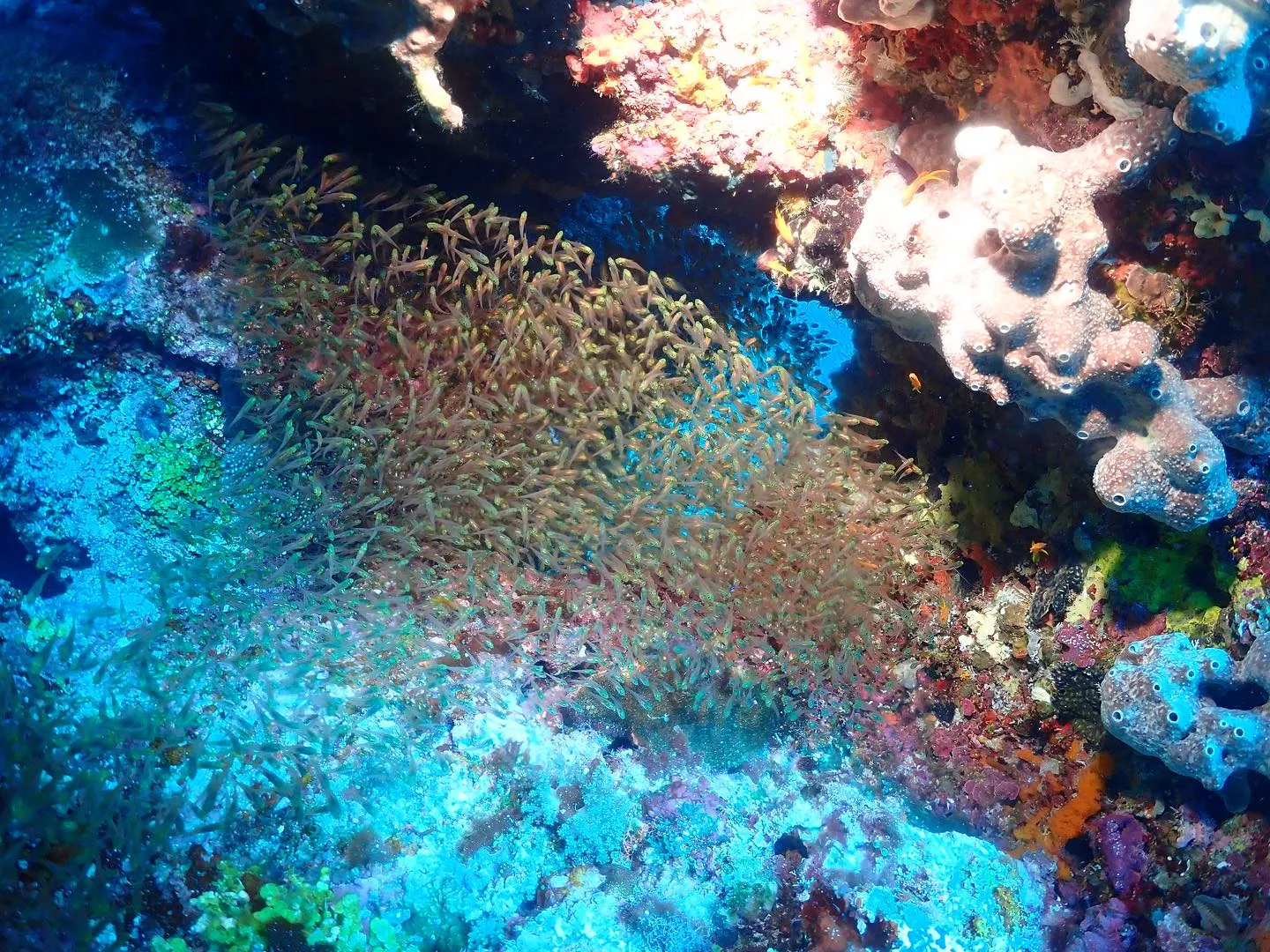 8月4日慶良間ダイビング🤿